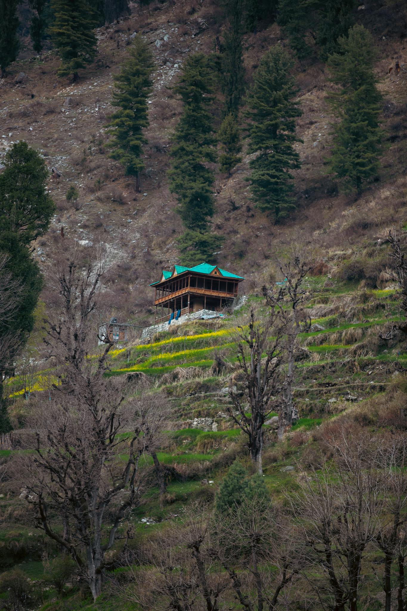 A peaceful rural scene in Kasol with a traditional wooden house amidst trees and terraced hills.