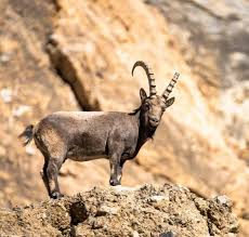 Wildlife & Nature Safari​